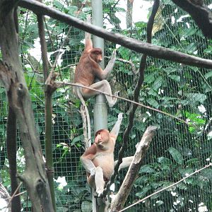 Singapore Zoo 2008 - Proboscis Monkeys