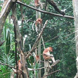 Singapore Zoo 2008 - Proboscis Monkeys