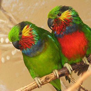 Edwards' fig parrots