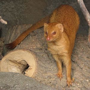 Slender mongoose