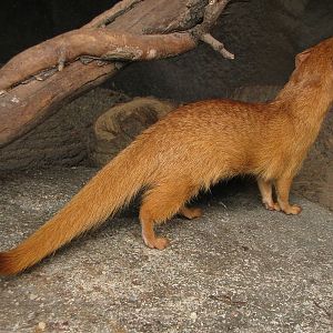 Slender mongoose