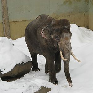 Asial elephant bull Mekong