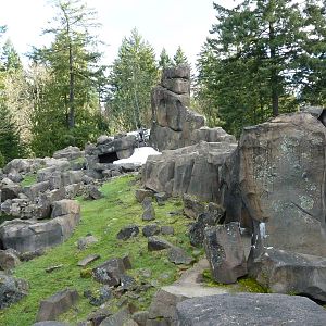 Rocky Mountain Goat Exhibit
