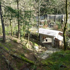 American Black Bear Exhibit