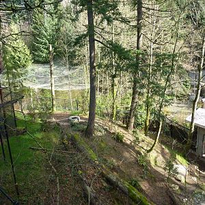 American Black Bear Exhibit