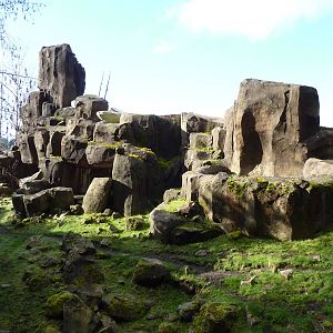 Rocky Mountain Goat Exhibit