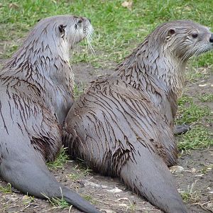 American River Otters