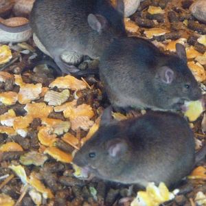 House Mice