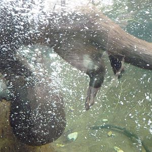 European Otters Underwater Duel