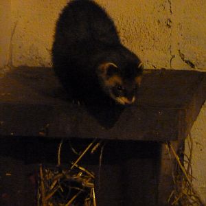 Polecat