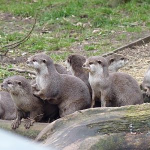 Asian Short-Clawed Otters