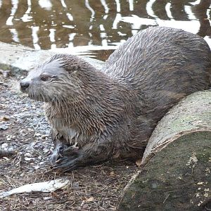 American River Otter
