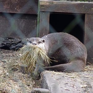 Asian Short-Clawed Otter
