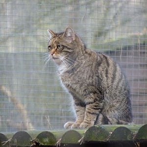 Scottish Wildcat