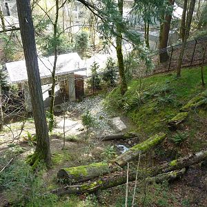 American Black Bear Exhibit