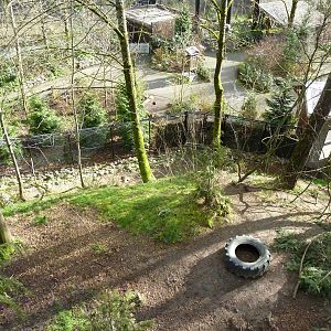 American Black Bear Exhibit