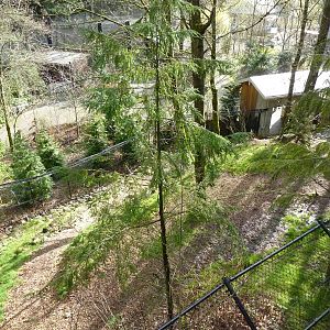 American Black Bear Exhibit