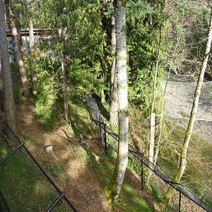 American Black Bear Exhibit