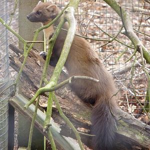 Pine Marten