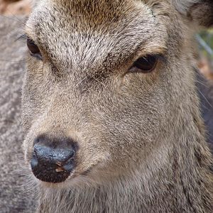 Sika Deer