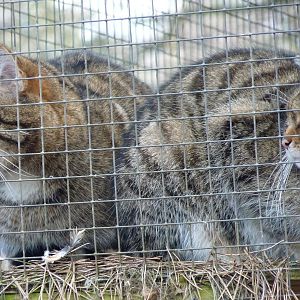 Scottish Wildcats