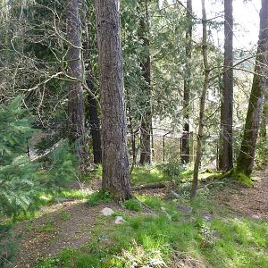 American Black Bear Exhibit