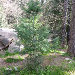American Black Bear Exhibit