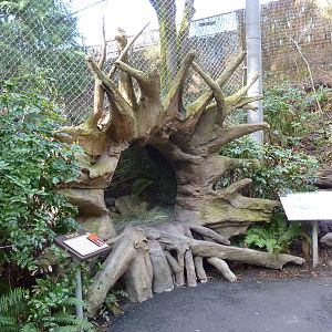 Bobcat Exhibit - Viewing Cave