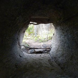 Bobcat Exhibit - Viewing Cave