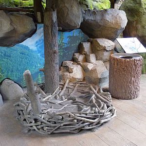 Bald Eagle Aviary - Fake Nest