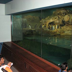 Jurong Bird Park 2008 - The second exhibit inside the Penguin Expedition