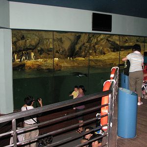 Jurong Bird Park 2008 - The second exhibit inside the Penguin Expedition