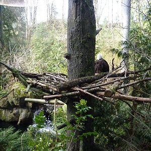Bald Eagle Aviary