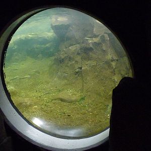 Bald Eagle Aviary - Underwater Viewing
