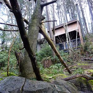 Bald Eagle Aviary - Underwater Viewing