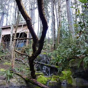 Bald Eagle Aviary - Underwater Viewing