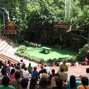 Jurong Bird Park 2008 - Flamingos enter the Pools Amphitheatre