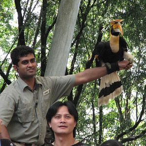 Jurong Bird Park 2008 - Great Hornbill in the Pools Amphitheatre