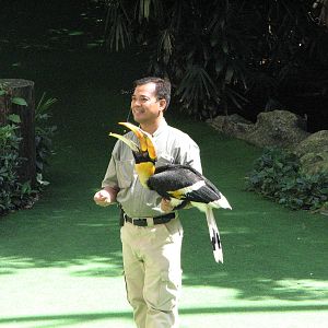 Jurong Bird Park 2008 - Great Hornbill in the Pools Amphitheatre