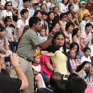 Jurong Bird Park 2008 - Toco Toucan in the Pools Amphitheatre