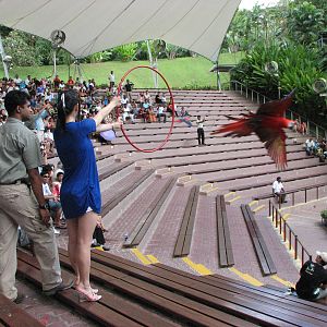 Jurong Bird Park 2008 - Scarlet Macaw in the Pools Amphitheatre