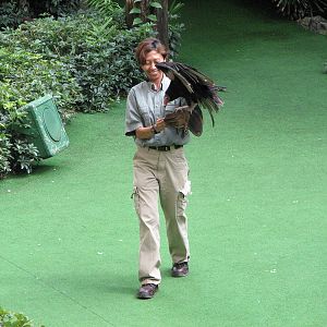 Jurong Bird Park 2008 - Turkey Vulture in the Pools Amphitheatre