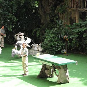 Jurong Bird Park 2008 - Pelicans leave the Pools Amphitheatre