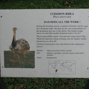Jurong Bird Park 2008 - Common Rhea enclosure label