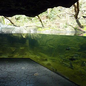 Bald Eagle Aviary - Underwater Viewing