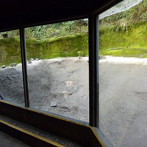 Beaver Exhibit