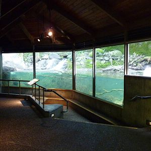 River Otter Exhibit