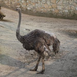 Female ostrich