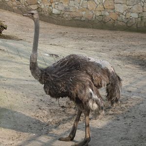 Female ostrich