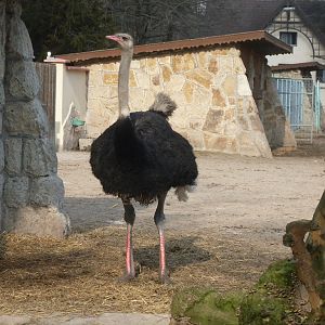 Male ostrich